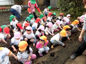 2月　じゃがいも植え